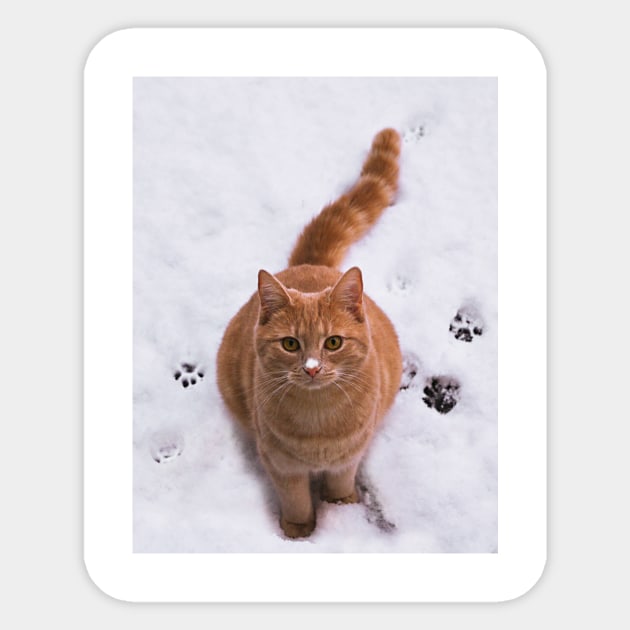 Ginger Kitten in Snow Sticker by menessie